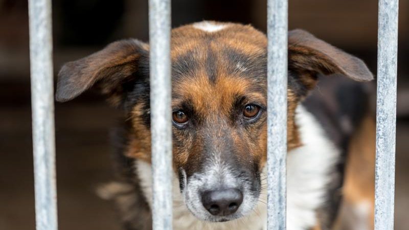 Pfändungsschutz für Tiere