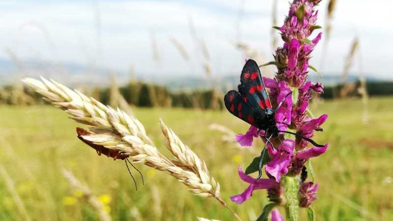 Biodiversität: Trendumkehr in der Landwirtschaft